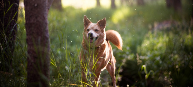 What does it mean to dream of a dead dog coming back?