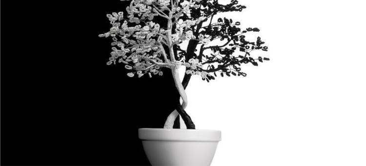 The money tree is blooming and Feng Shui is good, the money tree placement taboo