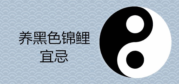 검은 잉어 사육의 금기와 금기는 무엇입니까?