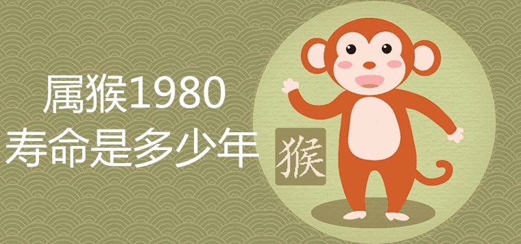 What is the life expectancy of the monkey in 1980