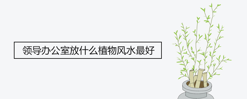 지도부에서 풍수에 가장 적합한 식물