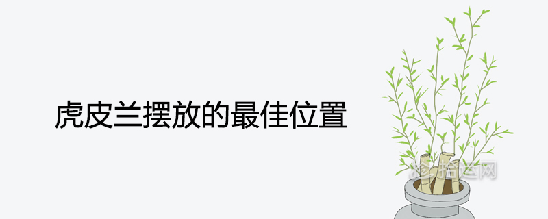 호랑이 필란을 놓을 최적의 장소