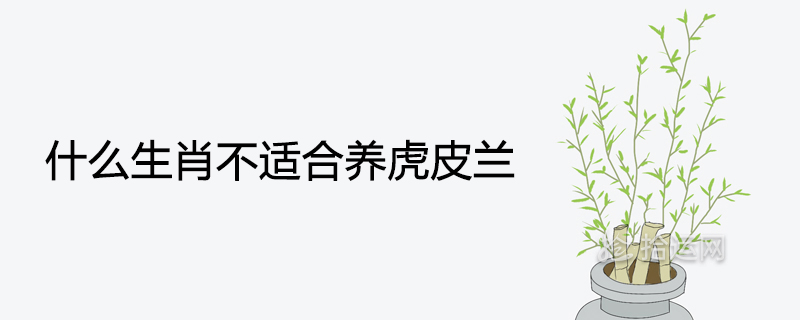 호랑이 필란을 키우기에 적합하지 않은 별자리