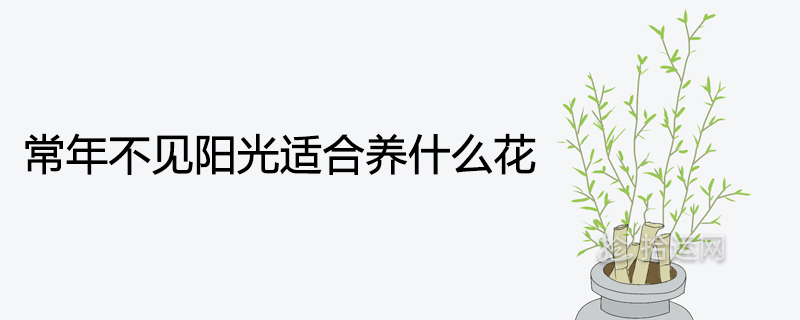 일 년 내내 햇빛 없이 자라기에 적합한 꽃은 무엇입니까