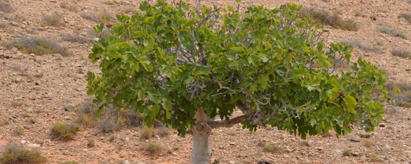 Fortune tree on the left or right of the door