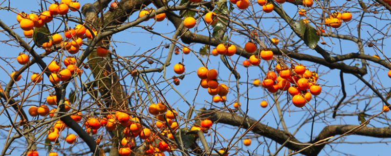 Will you plant a persimmon tree on the left side of the gate?