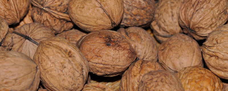 Walnut trees in the yard