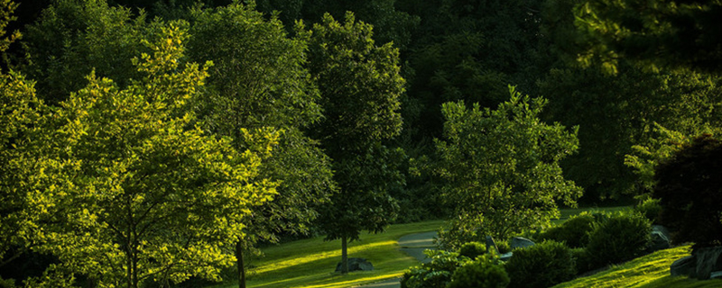 What feng shui omens does the flowering of the emerald tree indicate