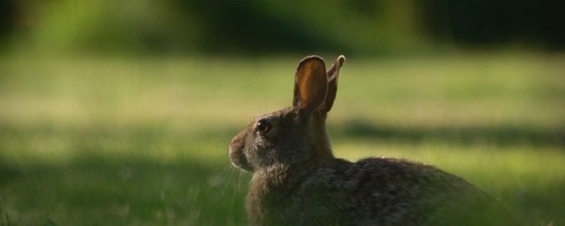 In 1987, the Rabbit will be very rich after the age of 35