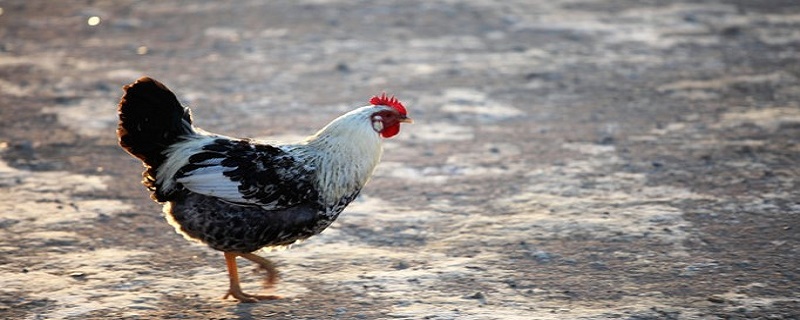 93-year-old chickens cannot escape the disaster in 2022