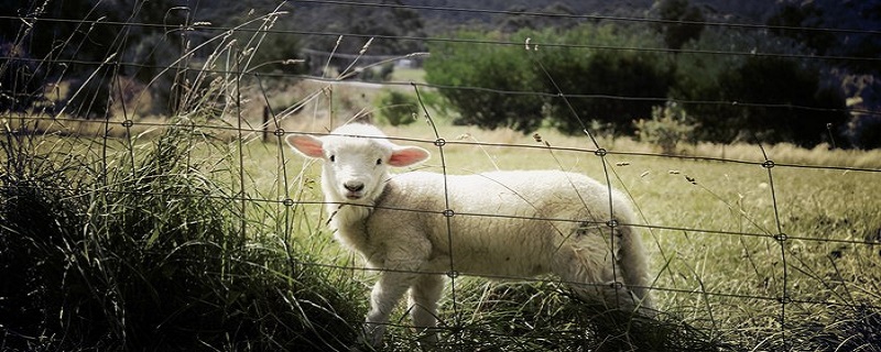 The consequences of marriage for sheep who are 3 years older than dogs